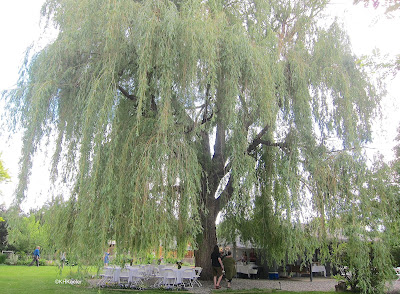 a really big weeping willow
