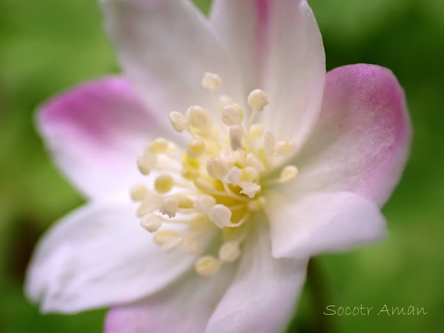 Anemone flaccida