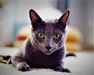 History / Profile of Russian Blue Cat? The Russian blue cat is not a representative of the natural breed. In other words, these pets appeared on the globe as a result of natural selection and natural interbreeding.  Now it is impossible to say exactly when these cats were first formed into a separate species, it is impossible to trace the pedigree to a specific individual, which would be possible if the breed was bred artificially. However, most connoisseurs agree that Russian blue cats are very ancient cats.  Initially, when cat lovers paid attention to these animals and began to distinguish them into a separate breed, they were called archangel cats. Where does the name come from? The fact is that they came from the islands of the Archangel, at least according to the "legend". For the first time, the cat was shown in 1875 in England, earning a lot of positive reviews.  A British cat lover named Mrs. Carew-Cox began importing cats in 1890, breeding and displaying them at the turn of the 19th and 20th centuries. Its description of the breed by external characteristics is almost identical to what we can see today.  During the Second World War, these cats were almost completely destroyed on the territory of the Soviet Union, and it took a lot of effort and many years to restore the population. To this end, cat lovers from Britain and Scandinavia crossed the Russian blue cat with Siamese and British blue.  It is worth noting that mating with Siamese cats had an impact on the texture of the coat. Although, subsequently, this influence was eliminated and the texture of the coat, like the rest of the appearance, acquired a look as close as possible to the original. In the United States, the Russian blue cat appeared around 1900, However, only after the end of the Second World War, namely in 1947, breeders paid serious attention to this breed.   russian blue cat price, russian blue cat for sale, russian blue cat personality, russian blue cat lifespan, russian blue cat size, russian blue cat adoption,   Characteristics of the Russian Blue Cat breed Adaptability                                       06/10  Attachment to the family             05/10  Gaming activity                                07/10  intelligence                                        06/10  General health                                 09/10  Wool fallout                                      05/10  Friendliness to children                 06/10  Friendly to dogs                               05/10  Love for meows                                02/10     Breed Information of Russian Blue Cat Country of origin  Russia  Lifetime  10-16 years  Size  average  Weight  Cats: 4,5-6 kg, Cats: 3,5-4,5 kg  Coat type  shorthair  Color  blue, white, black  Lifestyle  indoors  Price  600 - 800 $   russian blue cat price, russian blue cat for sale, russian blue cat personality, russian blue cat lifespan, russian blue cat size, russian blue cat adoption, Russian blue kitten   Description The Russian blue cat is kind and affectionate but is endowed with high intelligence, which sometimes makes its behavior quite peculiar. She can observe what is happening around her, draw her own conclusions. He has curiosity, gets along well with children. On the other hand, these cats do not really like it when children squeeze them too much, situationally they can show a short temper, but more often just leave.  They have an elegant, lean physique, but do not look thin. On the contrary, if you maintain the right balance of nutrition, and your cat does not gain excess weight, it will look strong and sturdy. The body and legs are elongated but symmetrical, the muzzle is thin. The average life expectancy is 15-17 years. A bright distinguishing feature is green eyes. If the pet has all the external characteristics but does not have green eyes, then it is not a Russian blue cat.  Personality If you love intelligence, ingenuity combined with kindness, and playfulness in pets - this cat is perfect for you. Of course, in the event that you also like the external characteristic features.  This breed of cat has some pronounced personality traits. In particular, he loves attention, but - the attention of his family members, to whom the pet gives his love and affection. Without receiving a response from family members, the cat can experience this quite painfully.  If we talk about strangers, then here the animal decides on its own. Sometimes a cat can, so to speak, come to meet, or maybe simply ignore a new company.  Another distinctive feature is the love of hunting. If you don't have the opportunity to provide her with this kind of activity, at least you can take the time to play with your pet. On the other hand, these cats have a great time alone with themselves and even need it, just not in the prolonged absence of their family. The Russian blue cat gets along well with other pets and dogs if they do not show aggression.  russian blue cat price, russian blue cat for sale, russian blue cat personality, russian blue cat lifespan, russian blue cat size, russian blue cat adoption,   Common diseases In general, the Russian blue cat is quite resistant to health disorders, but here are a few diseases to which there is a predisposition:  Polycystic kidney disease. It is inherited, the appearance of symptoms is possible even at an early age. A proper, balanced diet and clean water can significantly reduce the risks.  Feline lower urinary tract disease (FLUTD) is a disease that affects the bladder and urethra. Cats with FLUTD experience pain when urinating, and blood may be visible in the urine. The frequency of urges also increases, and the pet can urinate throughout the house.  Progressive retinal atrophy refers to eye diseases, night vision begins to suffer first, then day vision.  Overeating - all cats are more or less inclined to enjoy food, but the Russian blue cat stands out from the rest. She needs control over the amount of food taken.  How to take care of Russian Blue Cat This breed does not require any special care, including the coat, as it is quite short. To maintain the beauty and freshness of the fur cut, weekly brushing is enough.  Brushing your teeth should ideally be done every day, brushing your ears and eyes at least a few times a week, or as needed. Also, do not forget to trim the claws of your pet, especially if you live not in a private house, but in a city apartment, and the cat is deprived of the possibility of constant walks on the street in the natural environment.   Beautiful Picture of Russian Blue Cat