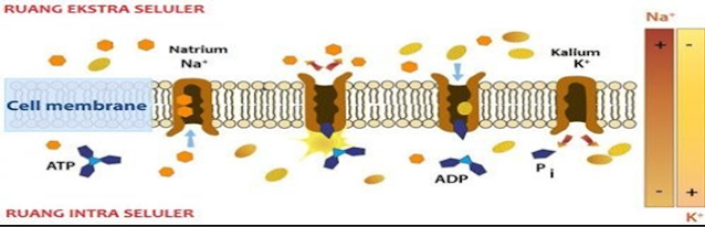 Gambar   Mekanisme Pompa Ion (Natrium-Kalium)