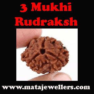 3 face rudraksh real