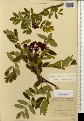 Рябина Буасье (Sorbus boissieri)