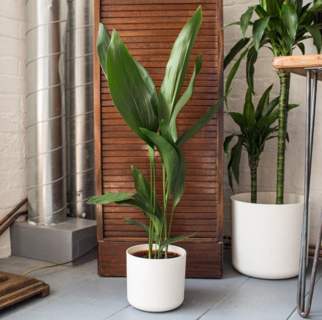 indoor plant trends 2023