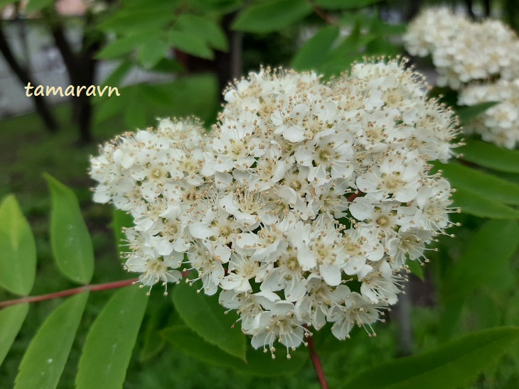 Рябина амурская / Рябина похуашаньская (Sorbus amurensis, =Sorbus pohuashanensis)