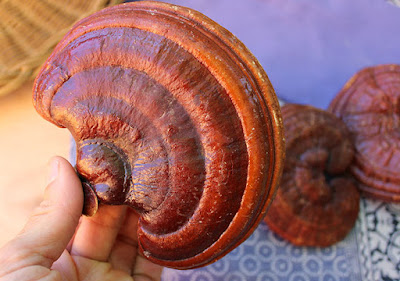 Ganoderma Mushroom Supplier in Albania