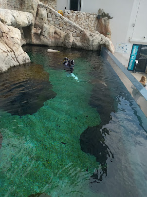 Divers cleaning Turtle enclosure in Oceanographic Museum  of Monaco.