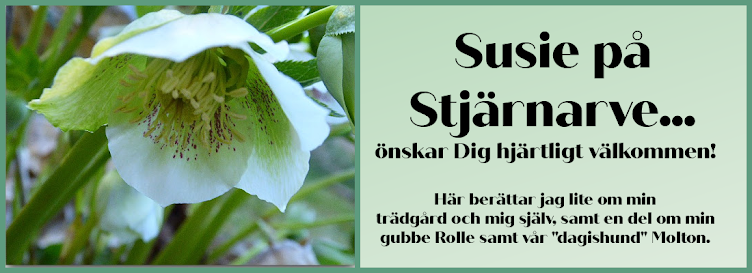 SUSIE PÅ STJÄRNARVE...