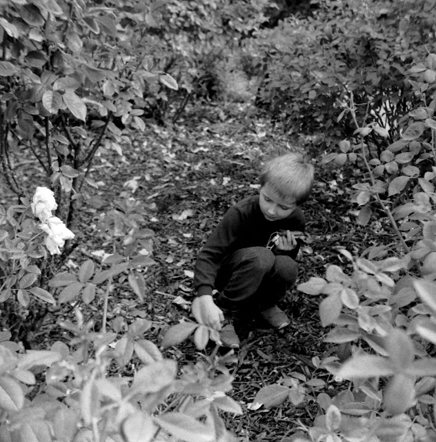 A boy surrounded by bushes