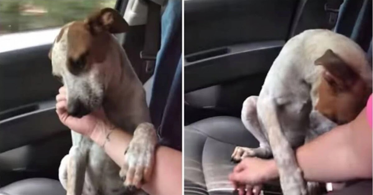 Beautiful Video Shows Dog Thanking The Woman That Rescued Him From Being Chained In 100 Degree Heat