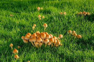 mushrooms growing in yard,mushrooms in lawn,mushroom in yard,mushrooms in my yard,lawn mushroom species,mushrooms in yard,grass mushrooms,yard mushrooms,mushrooms growing in lawn,why mushrooms in lawn,lawn mushroom types,lawn mushrooms,why do mushrooms grow in grass,mushroom growing in yard,mushrooms in grass after rain