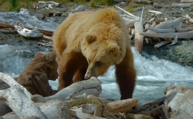 Медведь-робот-шпион пытается смешаться с аляскинскими гризли