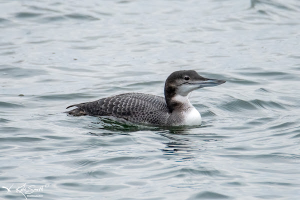 Great northern diver