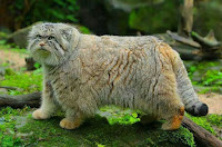 Conoce al gato Manul, el felino más expresivo del mundo