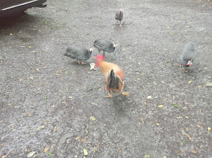 Poultry  at Forest resort in Qabala(Gabala) province.