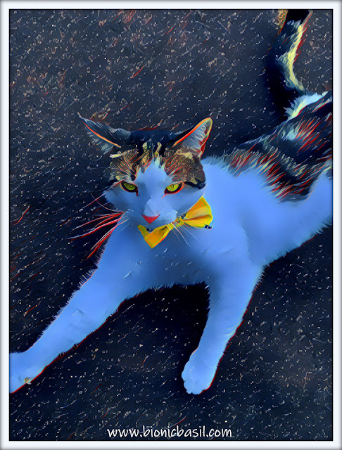 Melvyn's Cute Bowtie Selfie ©BionicBasil® Caturday Art Blog Hop