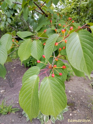 Вишня сахалинская / Вишня Саржента (Cerasus sachalinensis, =Cerasus sargentii)