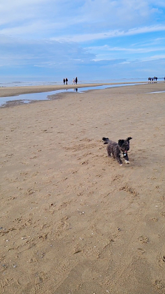 Hund tobt am Strand Callantsoog