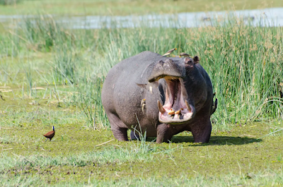 hippopotamus spirit animal