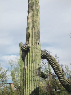 saguaro, Carnegiea gigantea