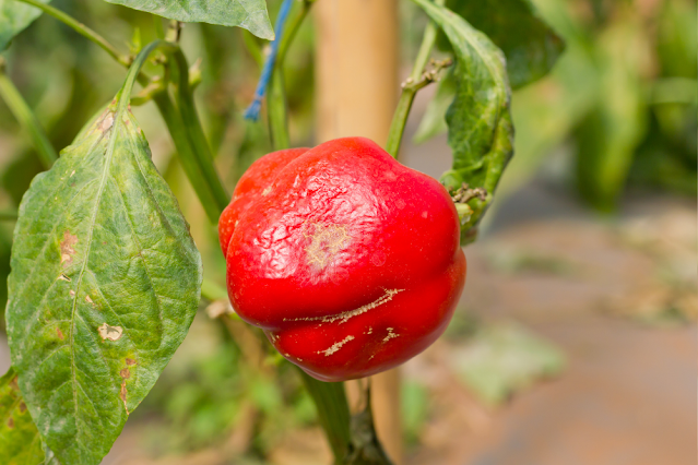 Growing Bell Peppers