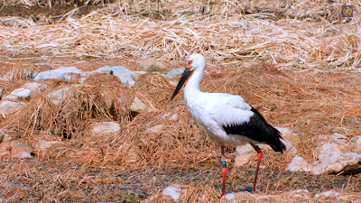 昆陽池公園のコウノトリ