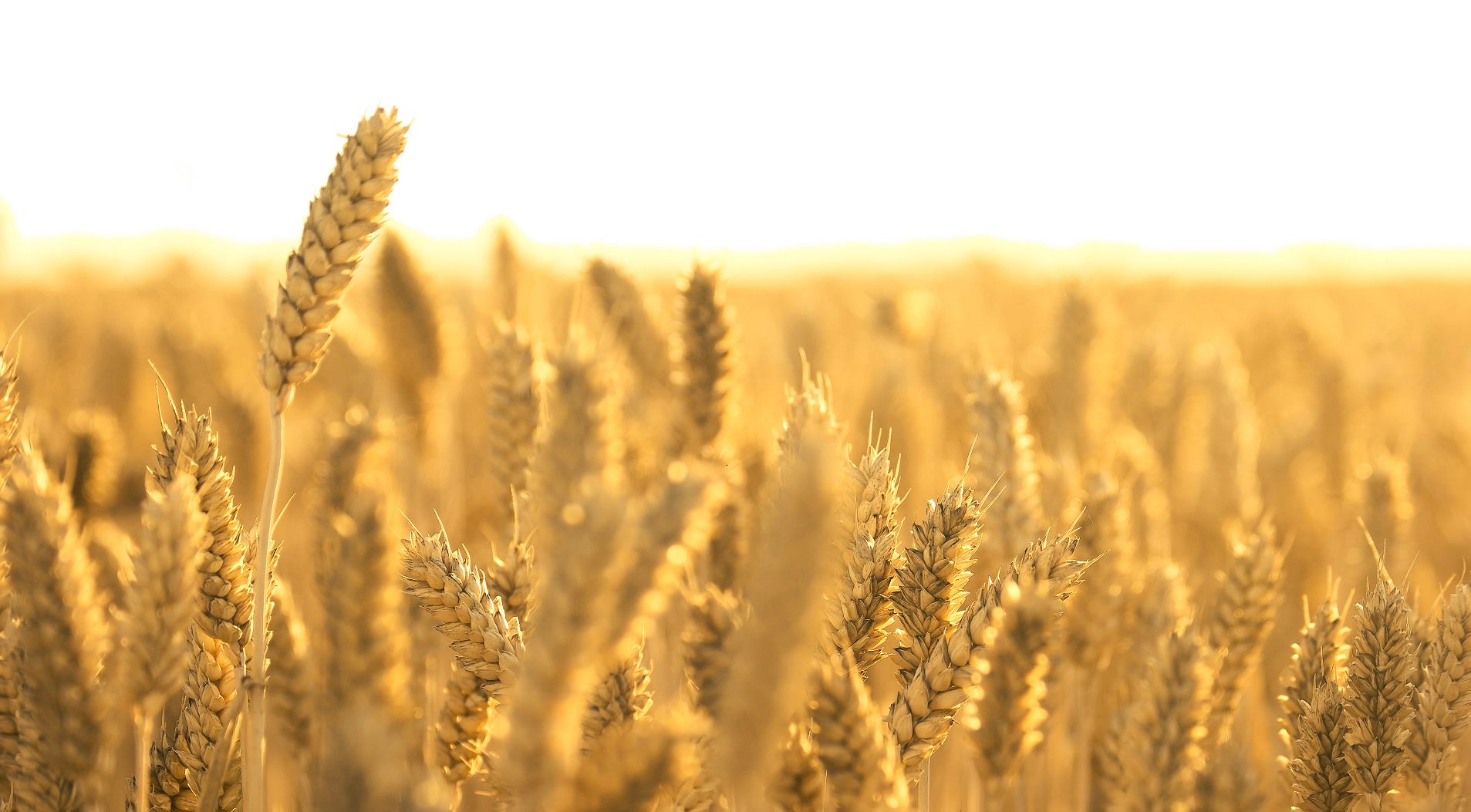 مصر Egypt زرعت أكبر مساحة من القمح في تاريخها هذا العام