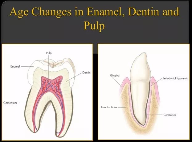 Age Changes in Enamel, Dentin, Pulp and Periodontium PPT For Exams