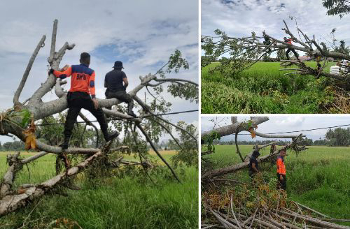 Tim BPBD Kota Padang 'Besitungkin' Evakuasi Pohon Tumbang di Basuang Koto Pulai