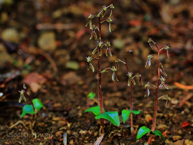 Neottia japonica