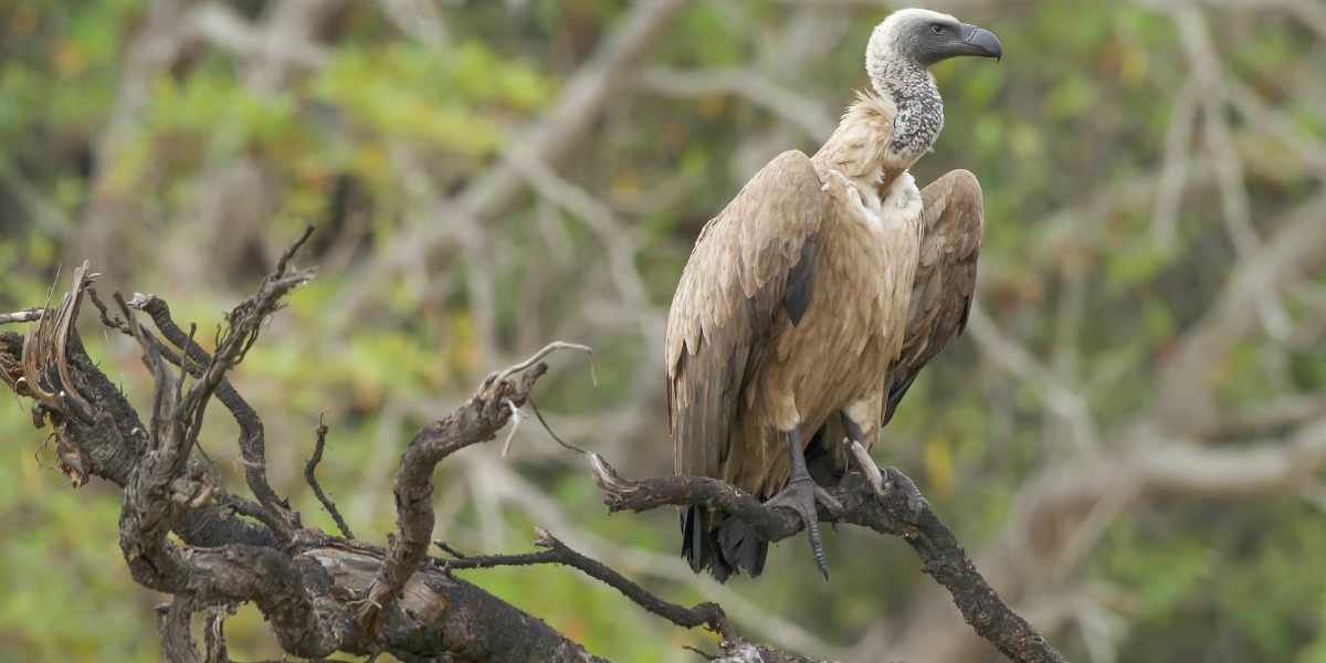 Hooded vulture