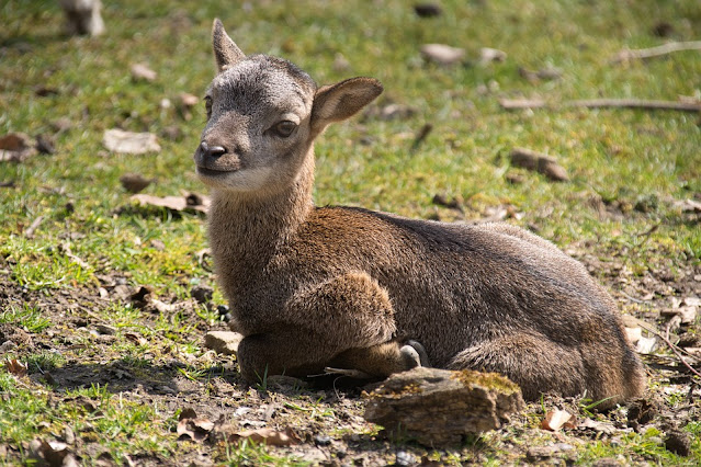 Wer sind meine Eltern? - Bilderrätsel Tiere