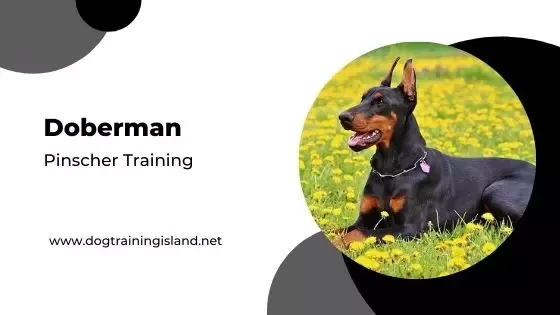 Doberman Training