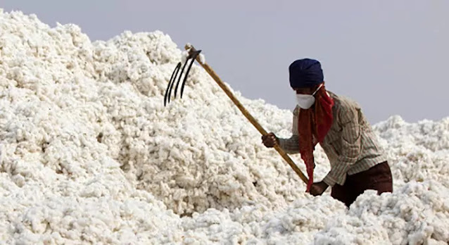 today commodity market news of ginning cotton mill factory demand increases in Gujarat cotton market price rise again