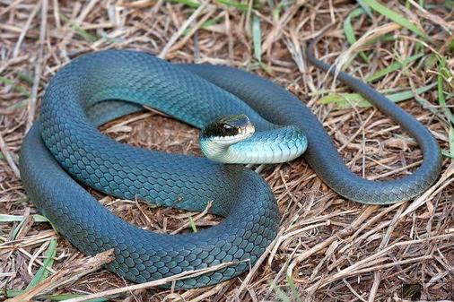 Blue Racer is one of the most beautiful snakes in the world.