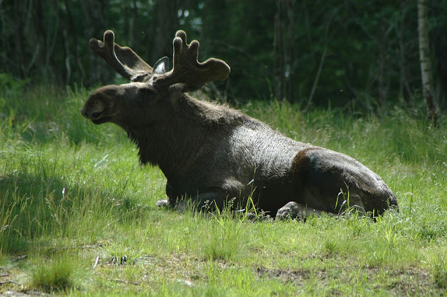 Moose