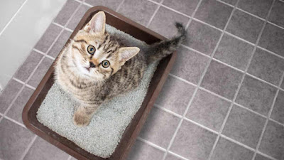 Panduan Utama untuk Menghilangkan Bau Kencing Kucing