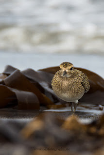 Wildlifefotografie Helgoland Düne Goldregenpfeifer