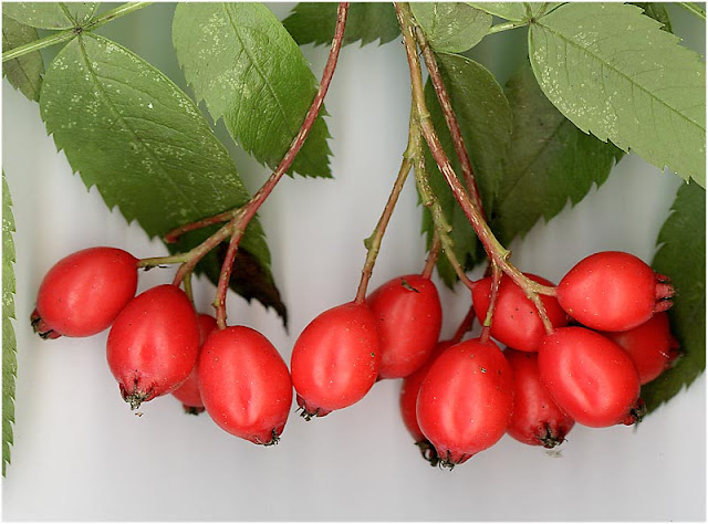 Рябина бузинолистная (Sorbus sambucifolia)