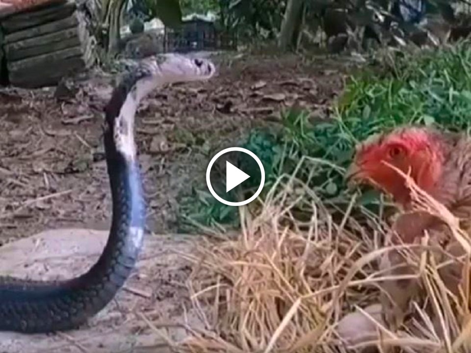 Viral Video of a hen fighting with snake to save her eggs