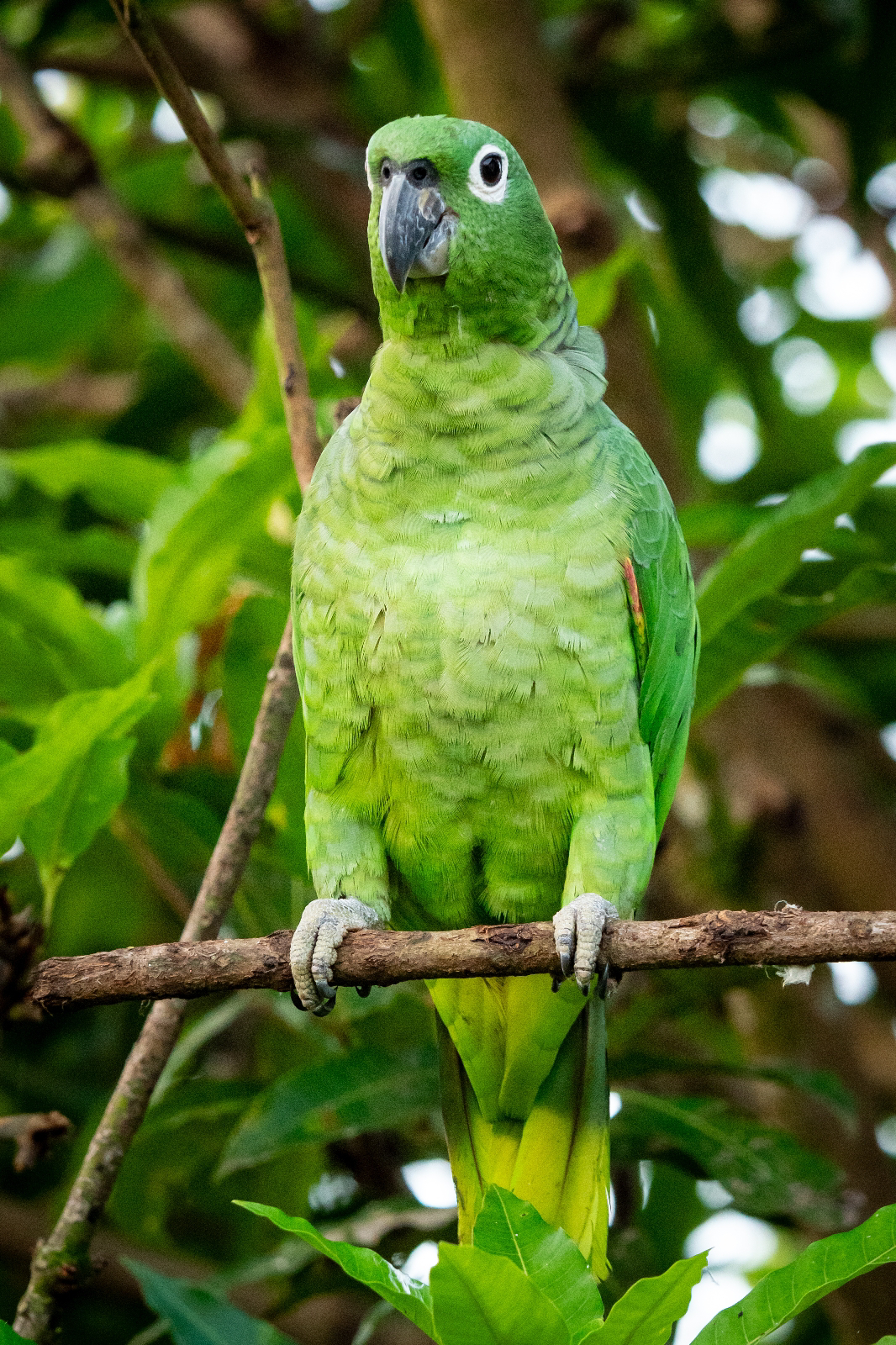 Día 9: Darién - Ciudad de Panamá - Panamá: Tras las águilas del Darién (5)