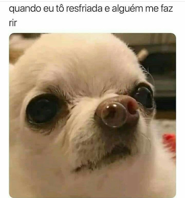 150 memes fofos de animais para você ter na manga