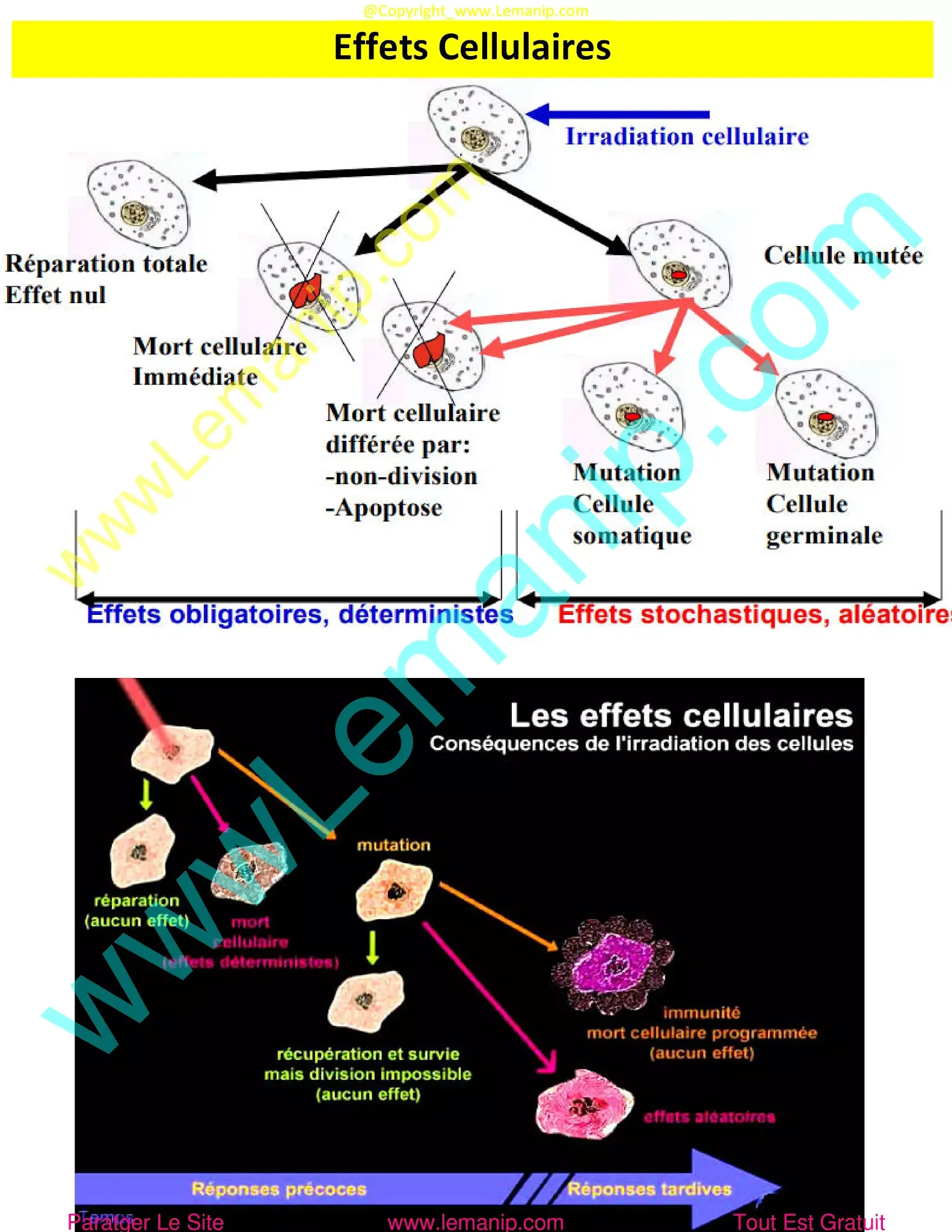 Effets Cellulaires