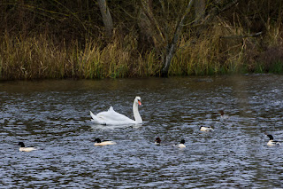 Wildlifefotografie Schieder See Weserbergland Gänsesäger