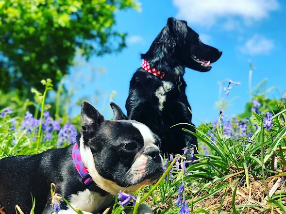 Dogs were an integral part of the Mount Vernon scenery during Washington's life