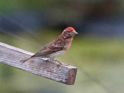 Photo of male Cassin's Finch on stick