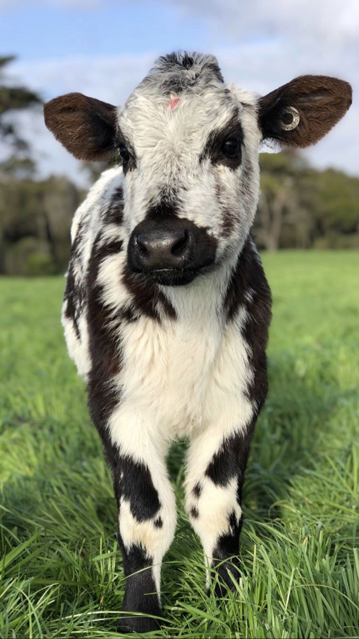 Cow Wallpaper for Mobile, iphone || Animal Wallpaper images