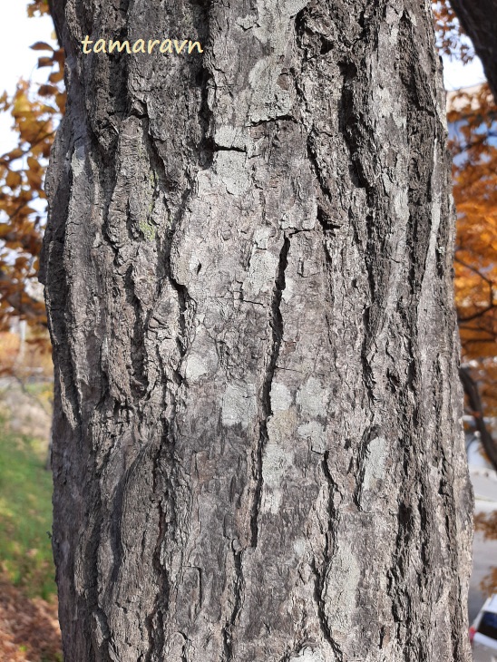 Мелкоплодник ольхолистный / Рябина ольхолистная (Micromeles alnifolia, =Sorbus alnifolia)