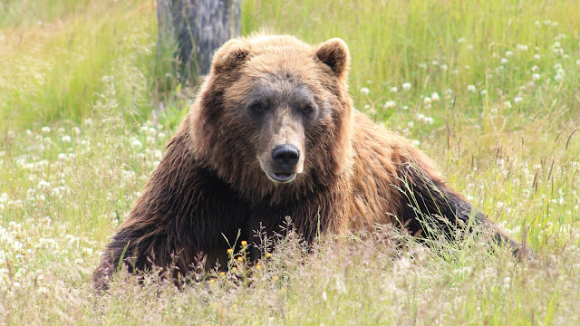 Grizzly Bear HD Wallaper