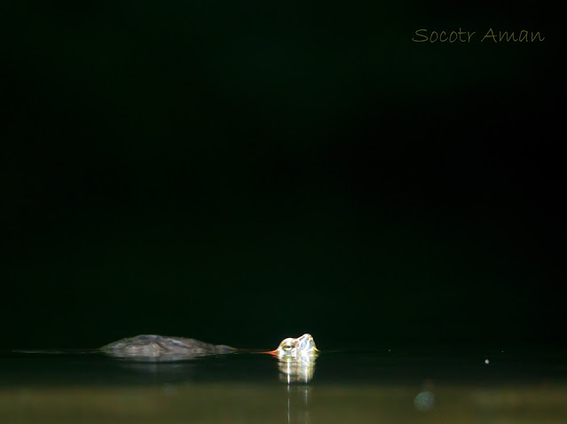 Trachemys scripta elegans