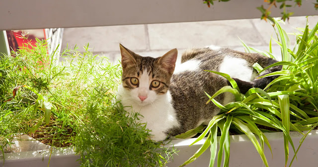 comment-empecher-un-chat-daller-dans-les-plantes
